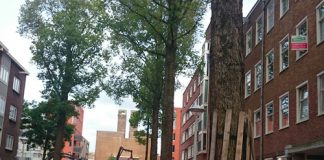 ‘Bomen Cabralstraat onveilig’