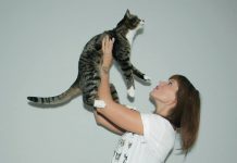 Groen licht voor Kattencafé Kopjes