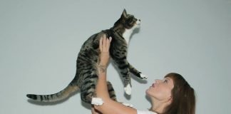 Groen licht voor Kattencafé Kopjes