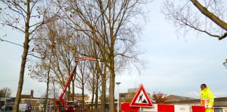 Bijl dreigt voor veel oude populieren