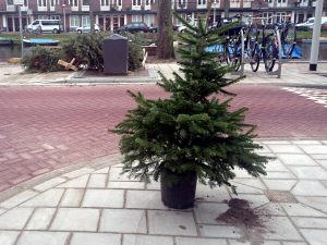 Afgedankte Kerstbomen op de Admiralengracht