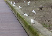 Lente met meeuwengekrijs