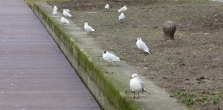 Lente met meeuwengekrijs