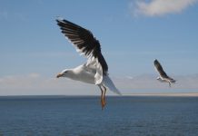 De patatmeeuw en Feboreiger