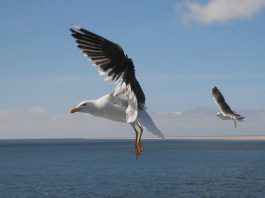 De patatmeeuw en Feboreiger