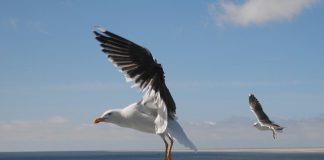 Meeuw gefopt door vlieger