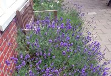 Pioniers gezocht voor groengebied