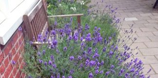 Pioniers gezocht voor groengebied