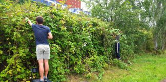 Pluk je wild, met bramen