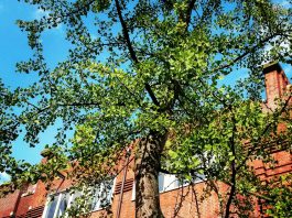 De wonderschone Vespucci