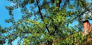 Geen eenduidige oorzaak muggenoverlast De Baarsjes