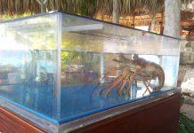 Kreeft hoort erbij in verhipt BoLo