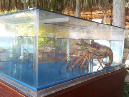 Kreeft toch te duur voor BoLo