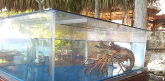 Kreeft hoort erbij in verhipt BoLo