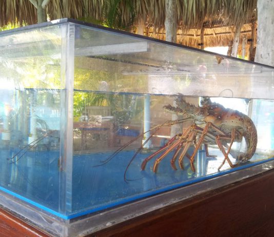 Kreeft hoort erbij in verhipt BoLo