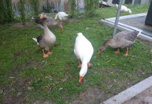 Nieuwe wildernis, maar dan in West