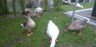 Nieuwe wildernis, maar dan in West