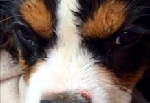 Pittbull verwondt jong hondje