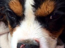 Pittbull verwondt jong hondje