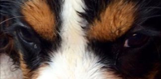 Pittbull verwondt jong hondje