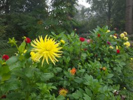 Eerste Amsterdamse zadenbibliotheek opent in Spaarndammerbuurt