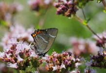 Zeldzame vlinder naast A10