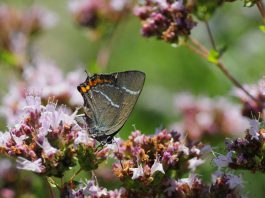 Zeldzame vlinder naast A10
