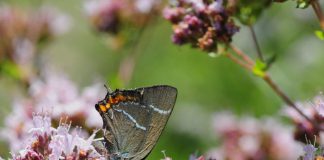 Zeldzame vlinder naast A10