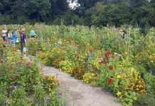 Schooltuin kweekt groene vingers