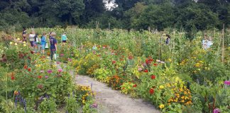 Schooltuin kweekt groene vingers