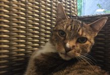 Het luizenleven van Vred