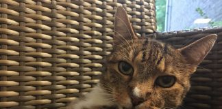 Het luizenleven van Vred