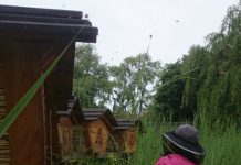 Bijen in West hebben honger