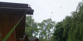 Actie voor meer bloemen in het Westerpark