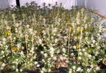 Klap voor wiettelers in De Baarsjes