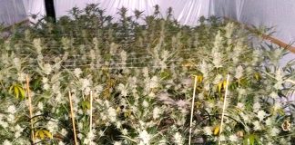 Klap voor wiettelers in De Baarsjes