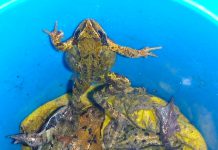 Wie gaat padden en kikkers redden?