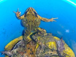 Wie gaat padden en kikkers redden?