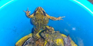 Wie gaat padden en kikkers redden?