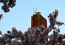 Ooievaars bouwen nest in Westerpark