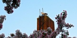 Ooievaars bouwen nest in Westerpark