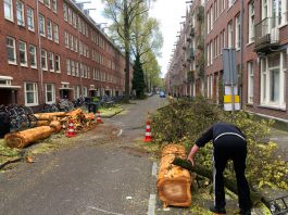 Idee: ‘bomenbord’ dat aangeeft waarom een boom is gekapt