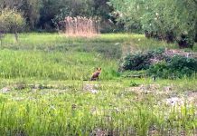 Vos voelt zich thuis in Westerpark