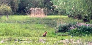 Vos voelt zich thuis in Westerpark