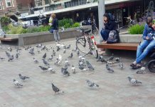 Experiment met verbod op duiven voeren op Mercatorplein