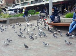 Experiment met verbod op duiven voeren op Mercatorplein
