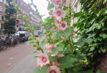 De stokroos bloeit, dus is het officieel zomer in West