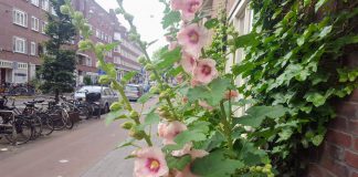 12 redenen waarom Amsterdam-West de beste plek is om te wonen