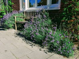 Tuintje ruilen en andere tips voor lekker tuinieren in West
