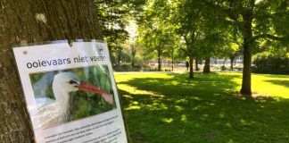 Zorgen om ooievaars in Westerpark